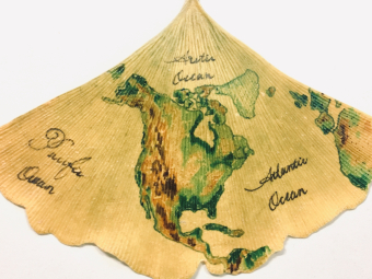 Thumbnail for Ginkgo North America